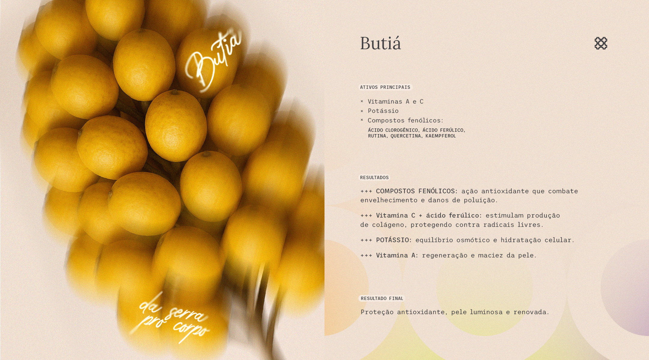 Imagem com cachos de butiás amarelos, fruto típico da Serra Catarinense, representando o ativo da linha Butiá Maitá. O butiá é rico em vitaminas A e C, potássio e compostos fenólicos como ácido ferúlico e ácido clorogênico, que combatem o envelhecimento precoce e reforçam a hidratação celular. Seus produtos proporcionam proteção antioxidante, luminosidade e textura sedosa à pele. Cosméticos veganos e naturais inspirados no bioma serrano e produzidos com impacto ambiental positivo.